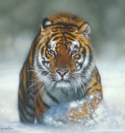 King of Winter