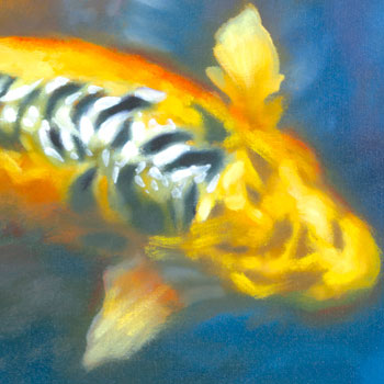 Tiger Koi - detail #4